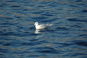 Gull, Iceland, 2009-01227594 Gloucester, MA